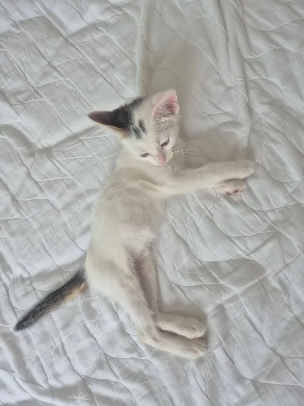 Котёнок