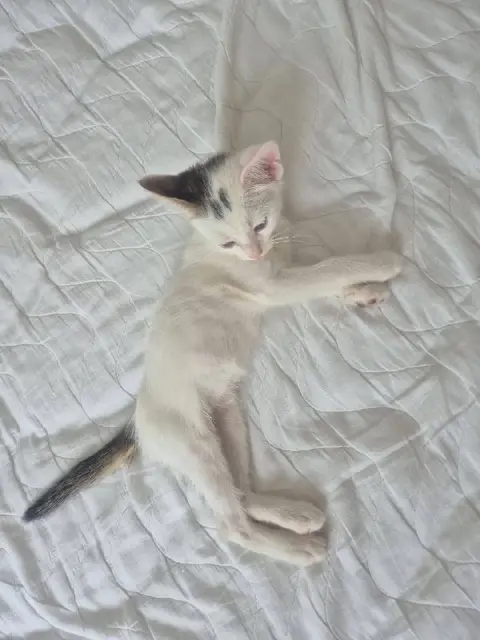 Котёнок — Batumi