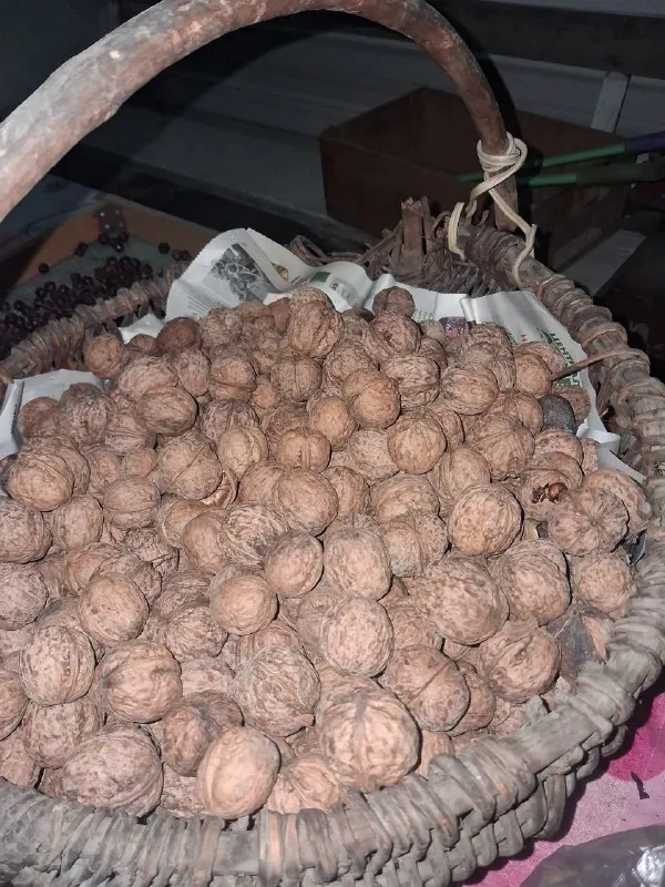Грецкие орехи