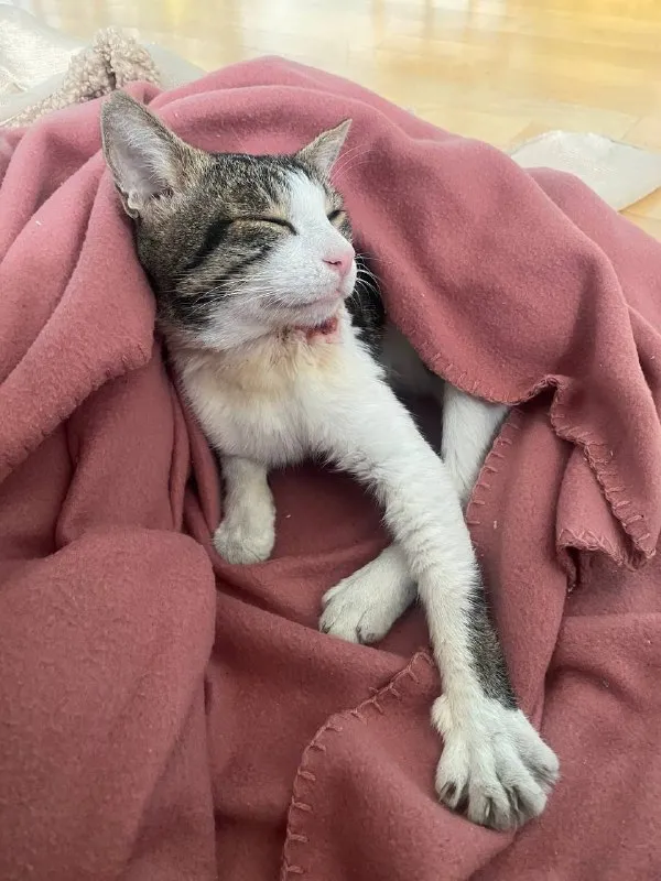 Котя ищет дом